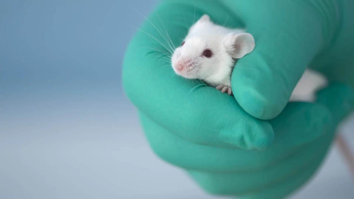 Cáncer: Prueban edición genética que lo ataca desde el interior