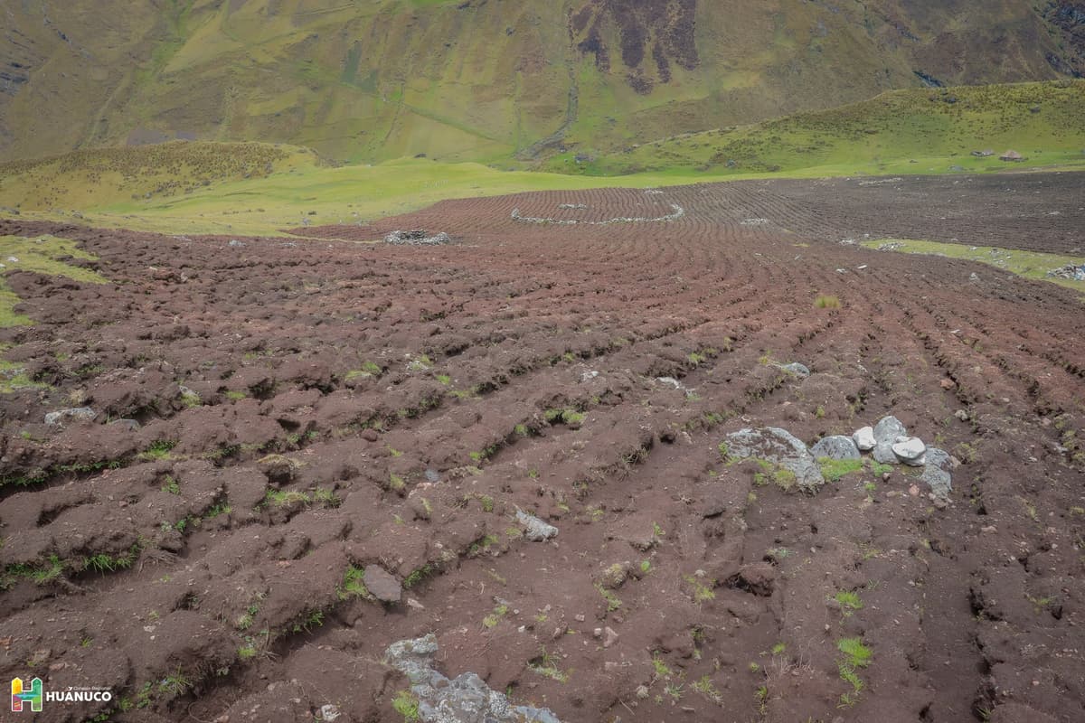 Heladas y granizadas dañan 237 hectáreas de papa nativa en seis provincias de Huánuco