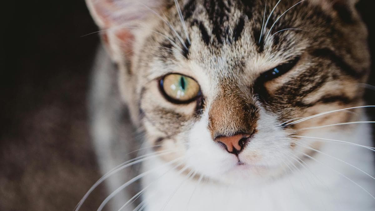Gatos: Universidad Yamaguchi revela su secreto al caer de pie