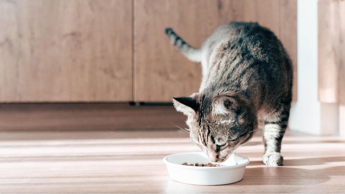 Tu gato mejor en 3 semanas: alimentación transforma su salud