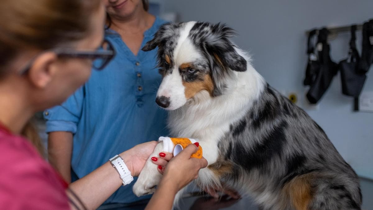 Mascota en accidente de auto: días de observación son vitales, sin importar lesiones
