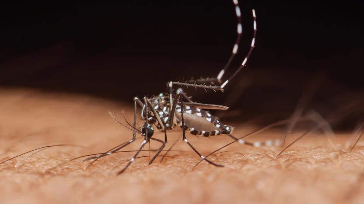 Huánuco: Lluvias y calor disparan mosquitos, ¡cría urbana imparable!