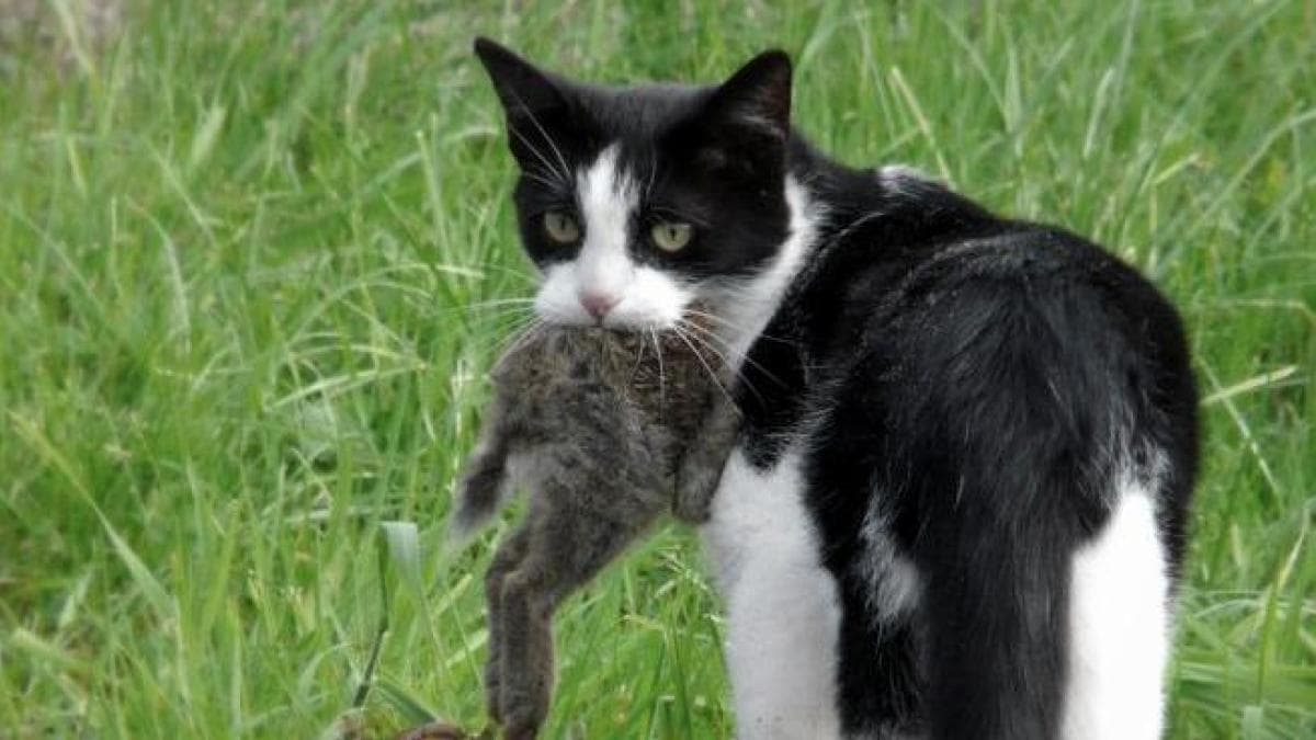 Tu gato: El depredador más dañino que devora la biodiversidad global