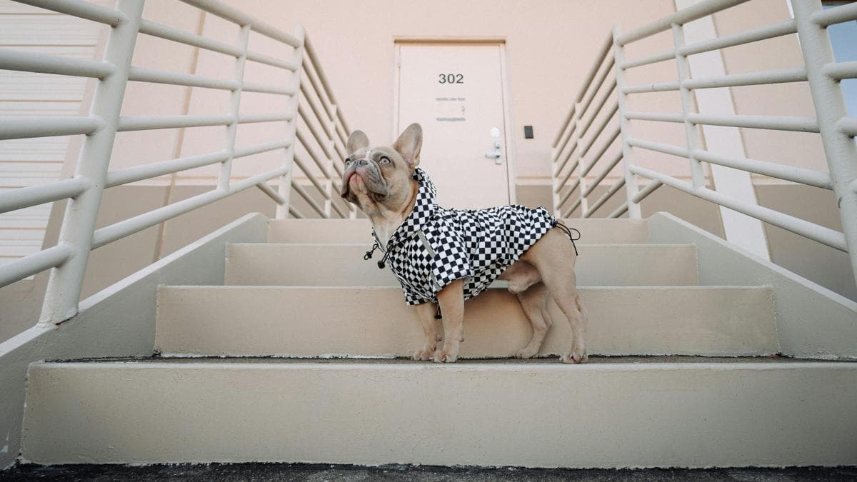 Eliane Armas: tu perro sufre con chubasquero ajustado