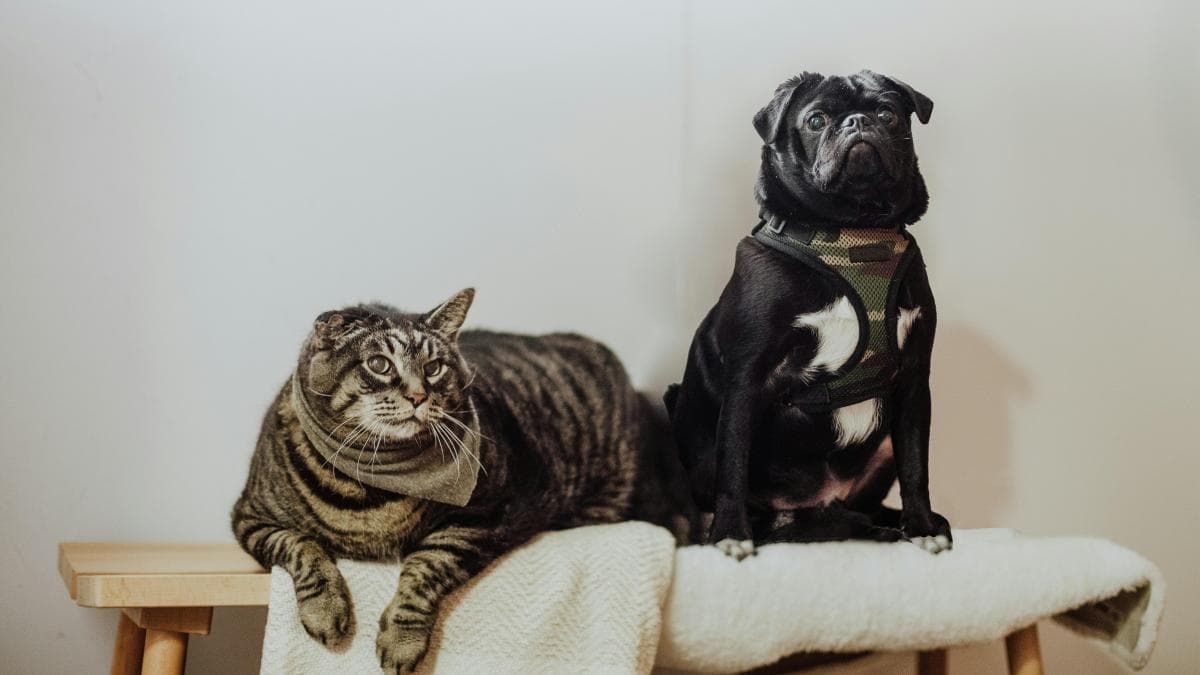 La ciencia explica: perros ayudan a dueños, gatos no tanto