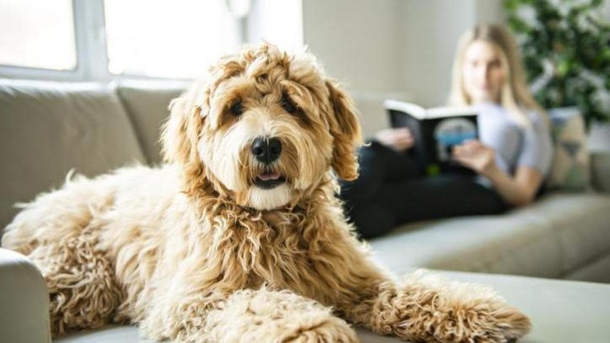 Estudio: Perros híbridos con más problemas de conducta que de raza pura