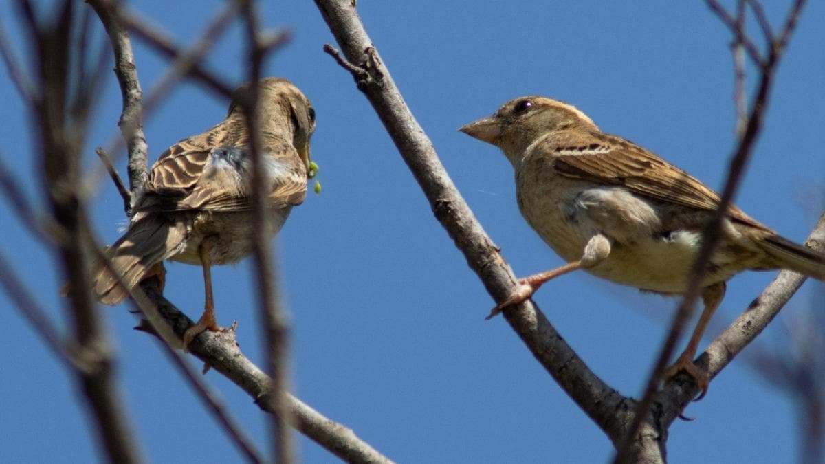 Ciencia: El canto de pájaros, tu próximo antiestrés natural