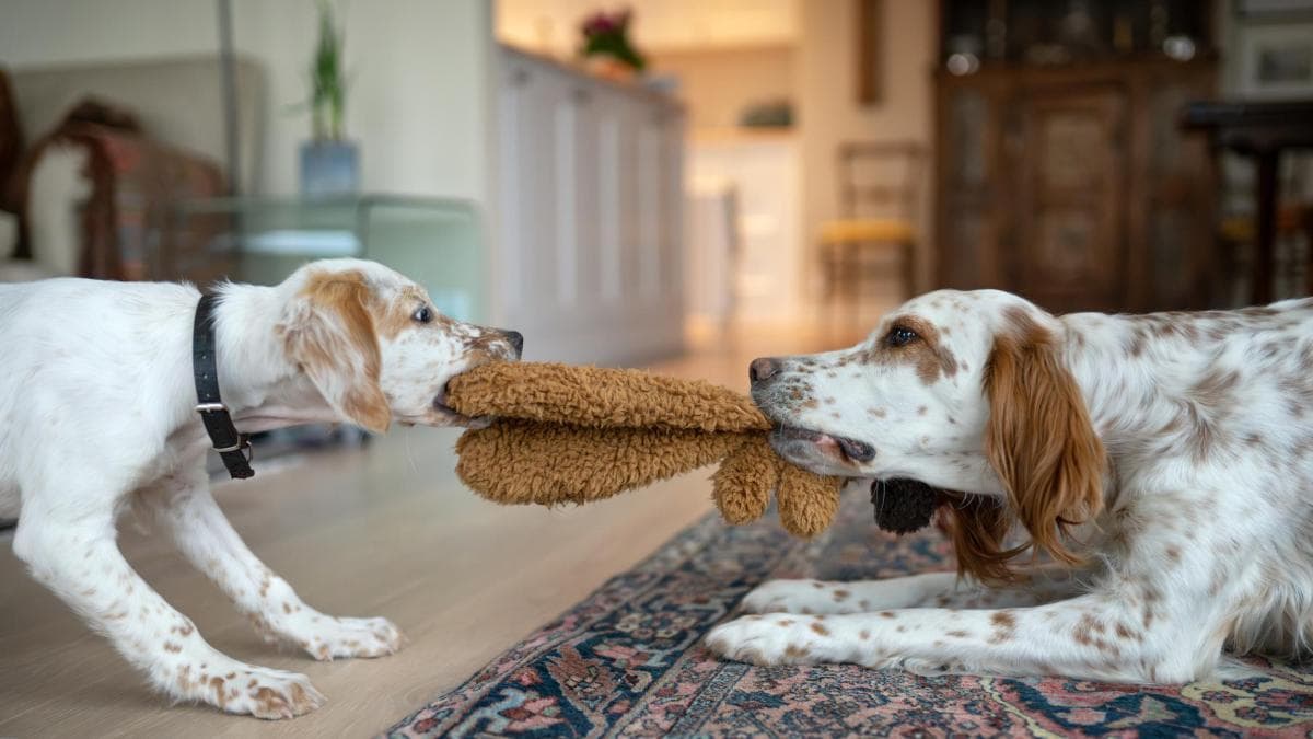 No adoptes un segundo perro por soledad: Será perjudicial para tu mascota