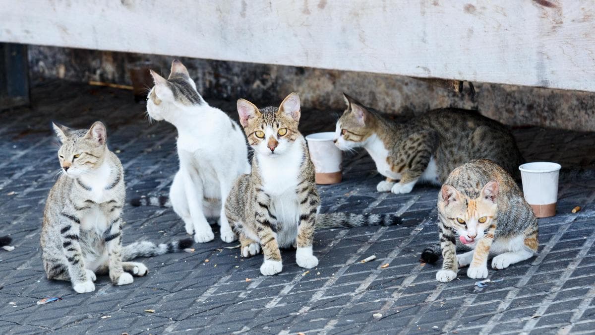 Protege gatos: Mapear puntos de alimentación felina es clave