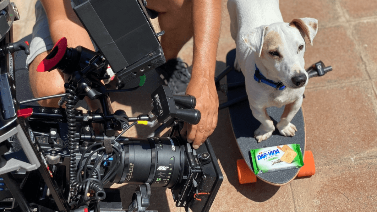 Perros y animales: su rutina estelar en el cine