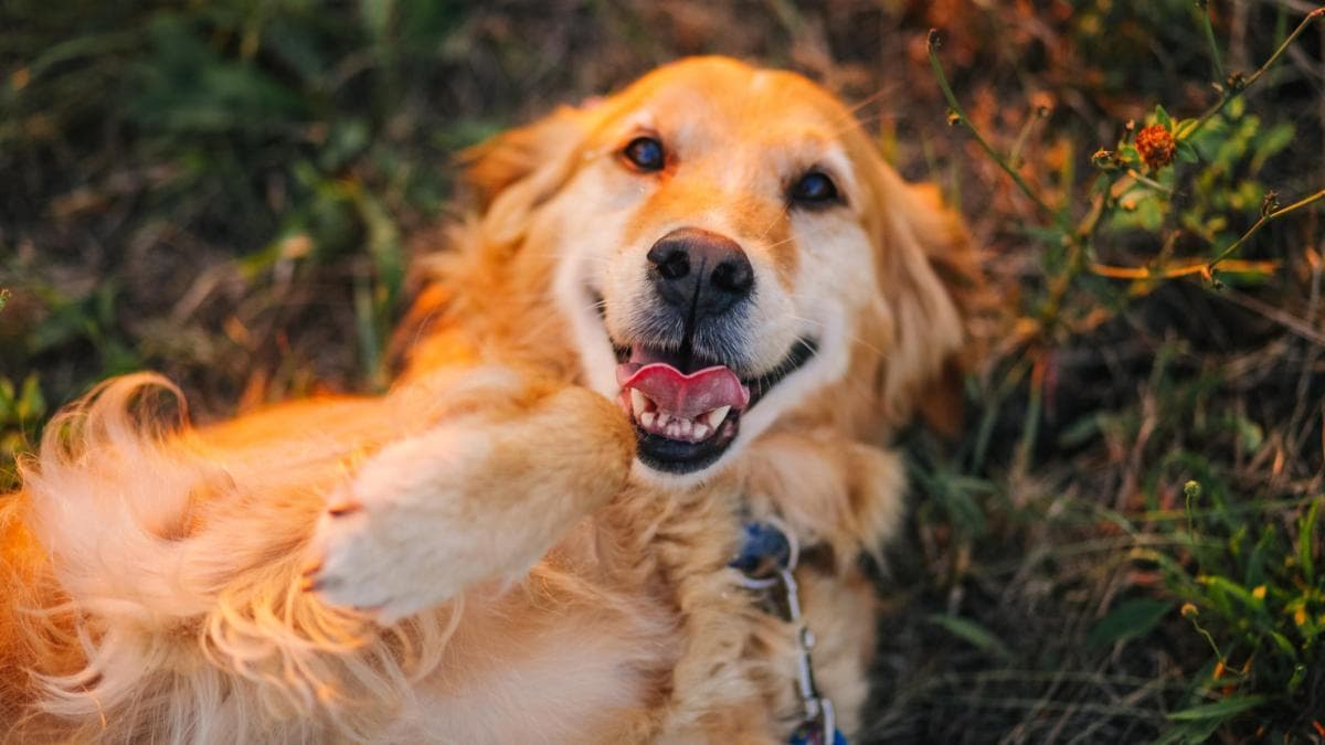 Patas de pollo: La receta del veterinario Manzano para articulaciones caninas