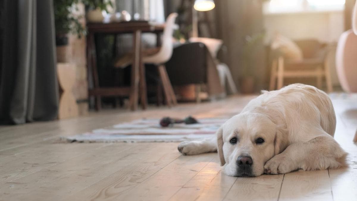 ¿Tu perro solo si faltas? Abogados aclaran herencia para mascotas