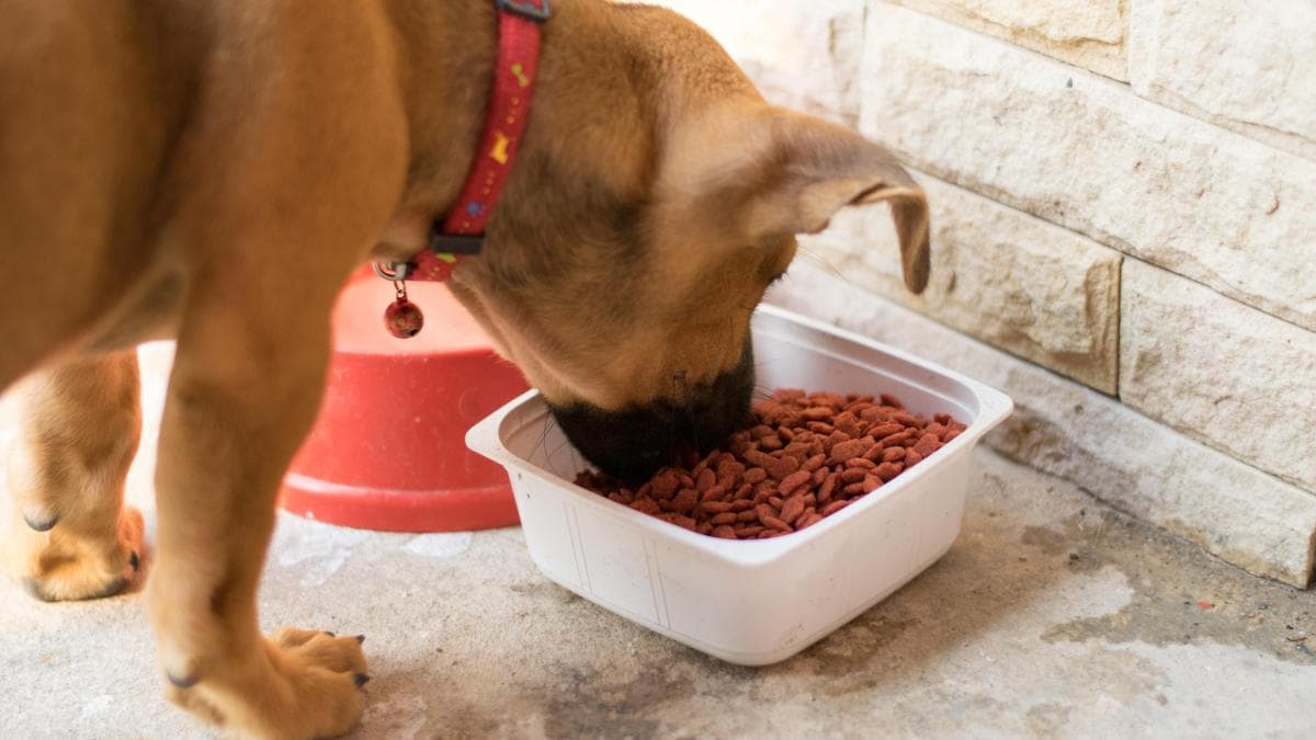 La mascota evoluciona: dietas y suplementos revolucionan su cuidado