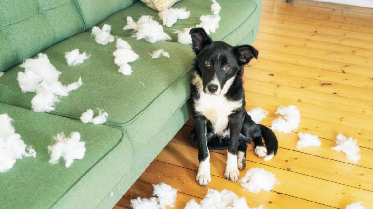 Adolescencia canina: Claves para educar a tu perro con reglas claras