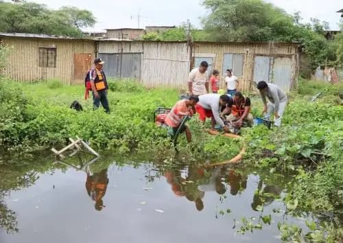 Leptospirosis en alerta: Minsa insta a reforzar medidas de prevención ante lluvias intensas