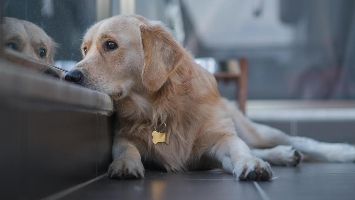 Stella Santa: ¿Tu mascota sufre en silencio? Así lo detectas