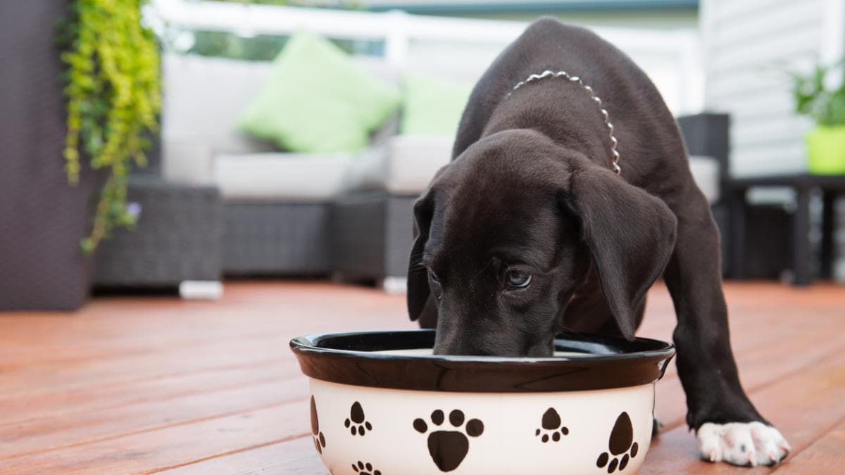 Mónica Díaz: Perros apagados recuperan vitalidad con nueva dieta