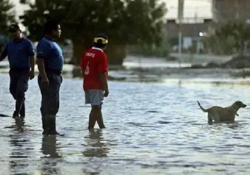 Leptospirosis enciende alerta sanitaria en nueve regiones del país tras 841 casos y tres muertes