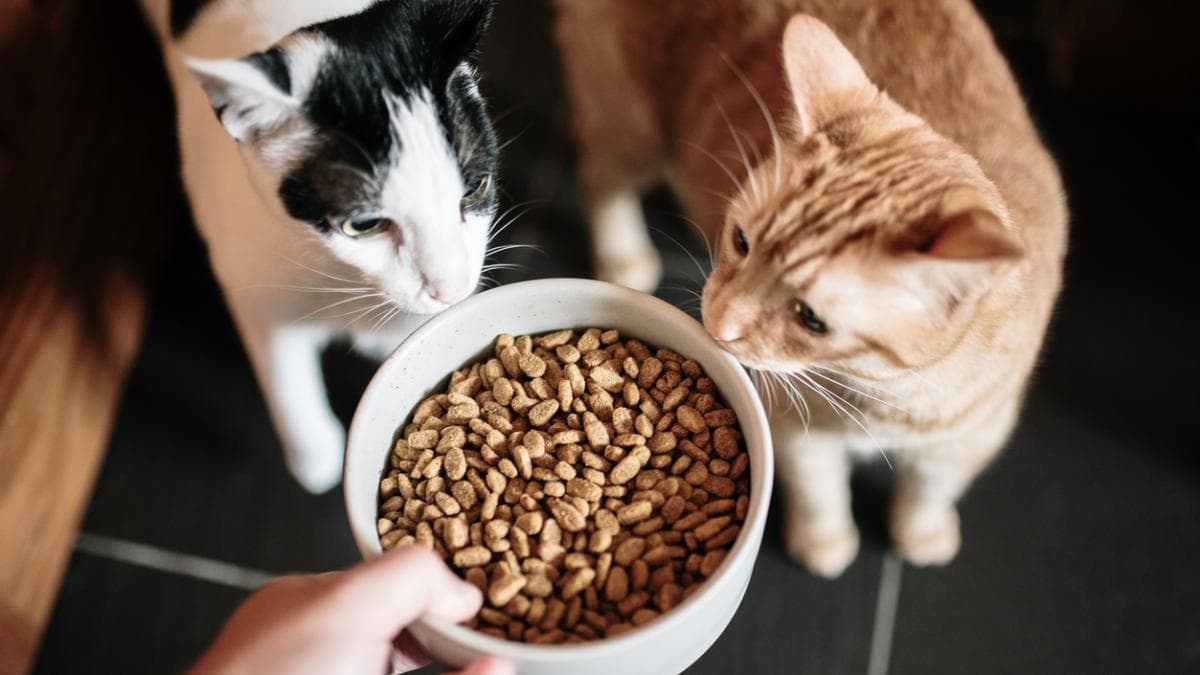 Veterinarios alertan: Gatos con pienso beben poco y concentran orina