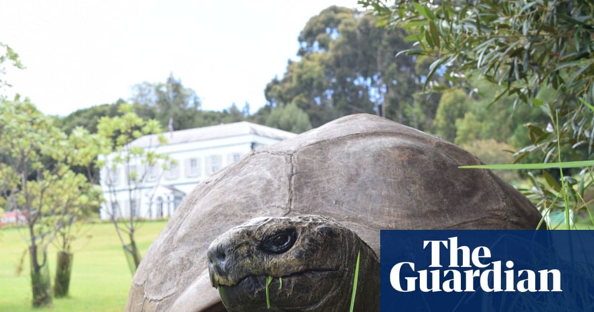 La tortuga más longeva cayó en estafa cripto viral mortal