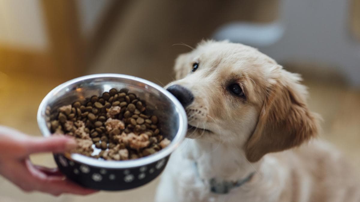 Veterinaria Eliane Armas: Dietas veganas para mascotas son incoherentes