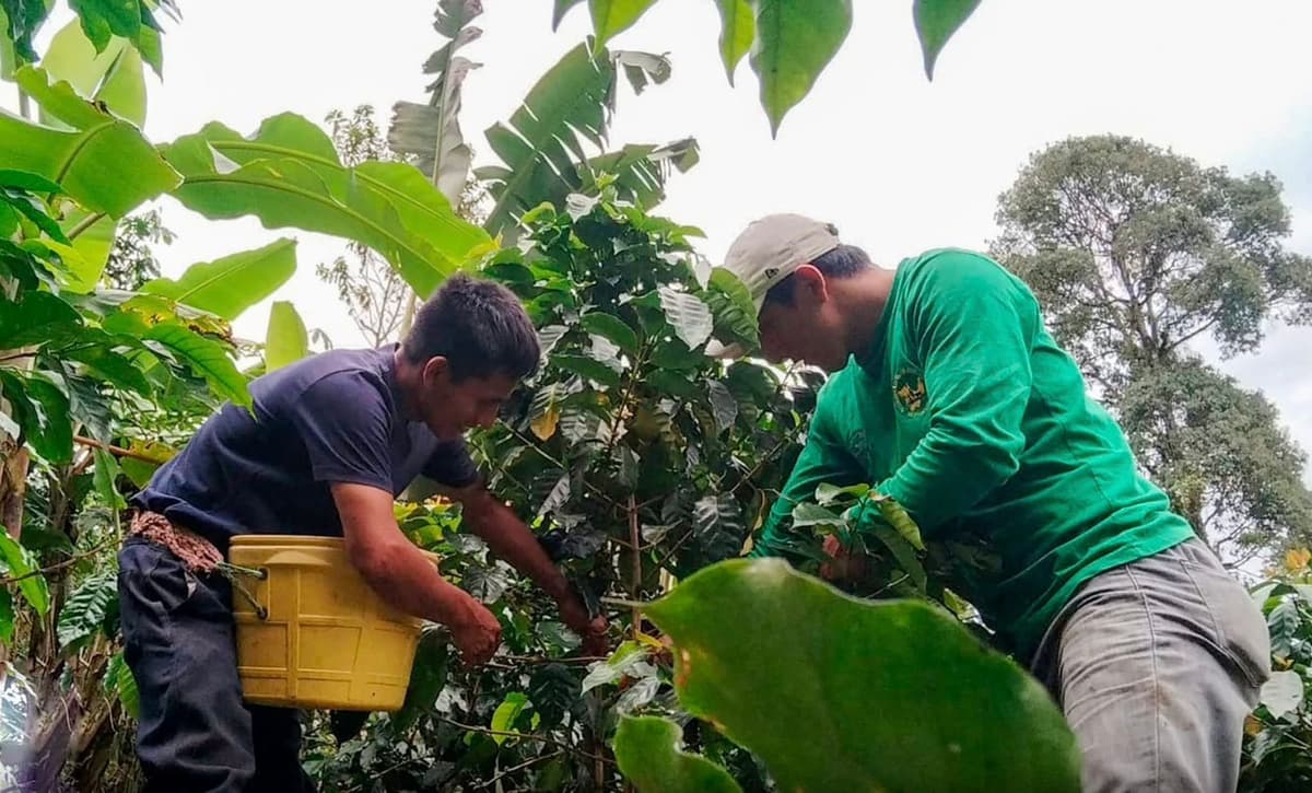 Cosecha de café arranca en Huánuco con intervención regional en siete provincias