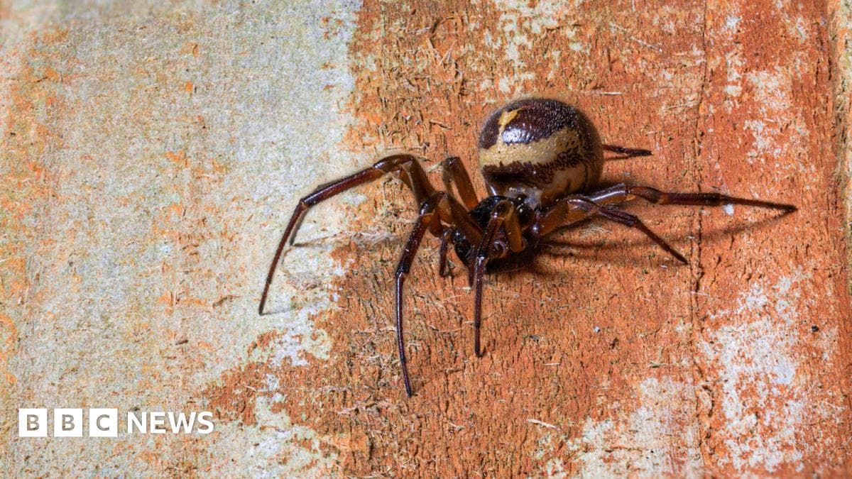 Inglaterra: ¿Se disparan las picaduras de araña