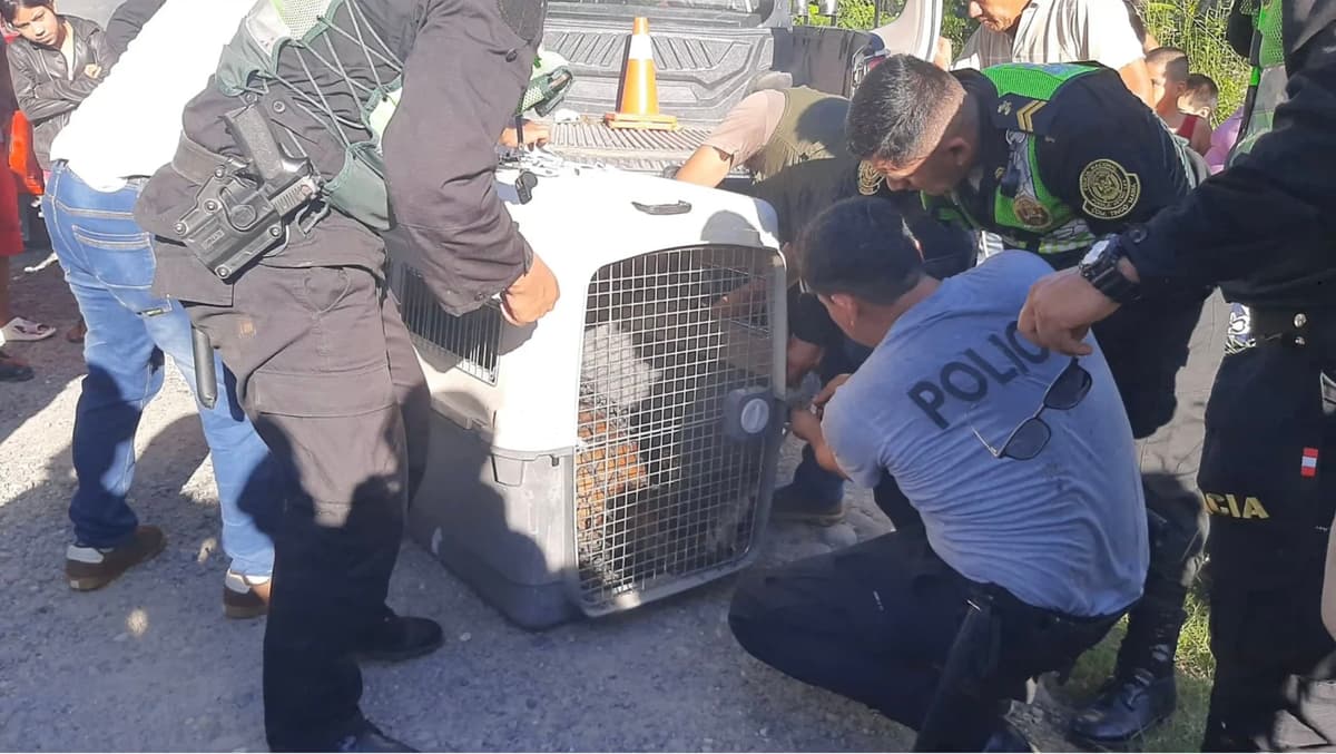 Capturan a puma en zona urbana de Tingo María tras operativo de varias horas