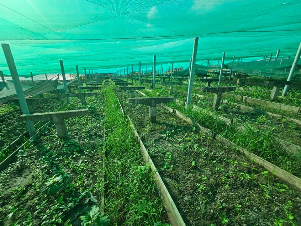 Agricultura atribuye críticas a trasfondo político mientras cierra proyecto Té Verde observado
