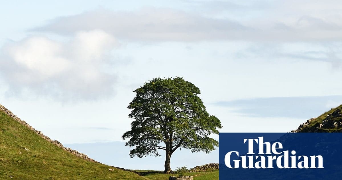 Proyecto multimedia gana comisión Sycamore Gap por decisión popular
