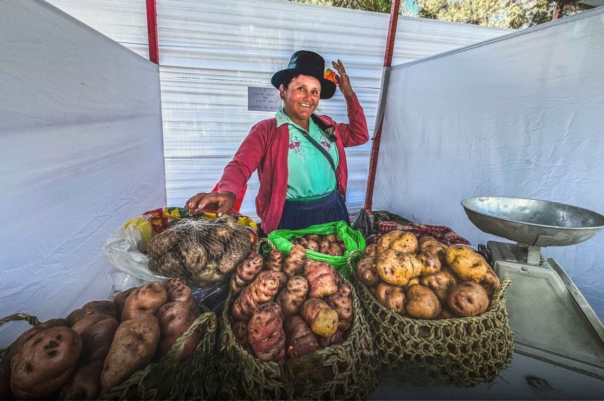 Festival de la Papa Amarilla cerró su edición 25 con feria y venta agrícola