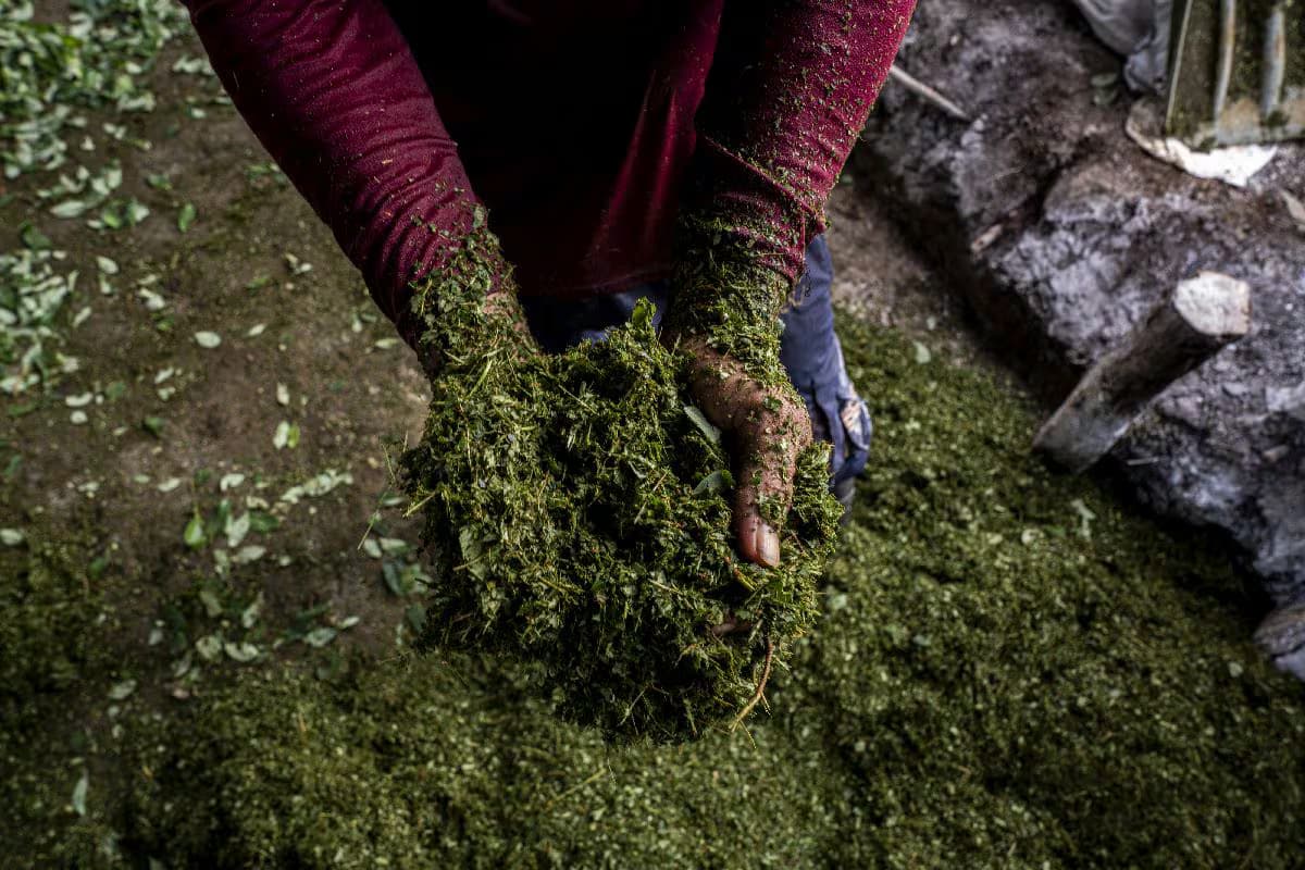 Colombia alcanza cifra histórica de cultivos de coca en 2024, según ONU