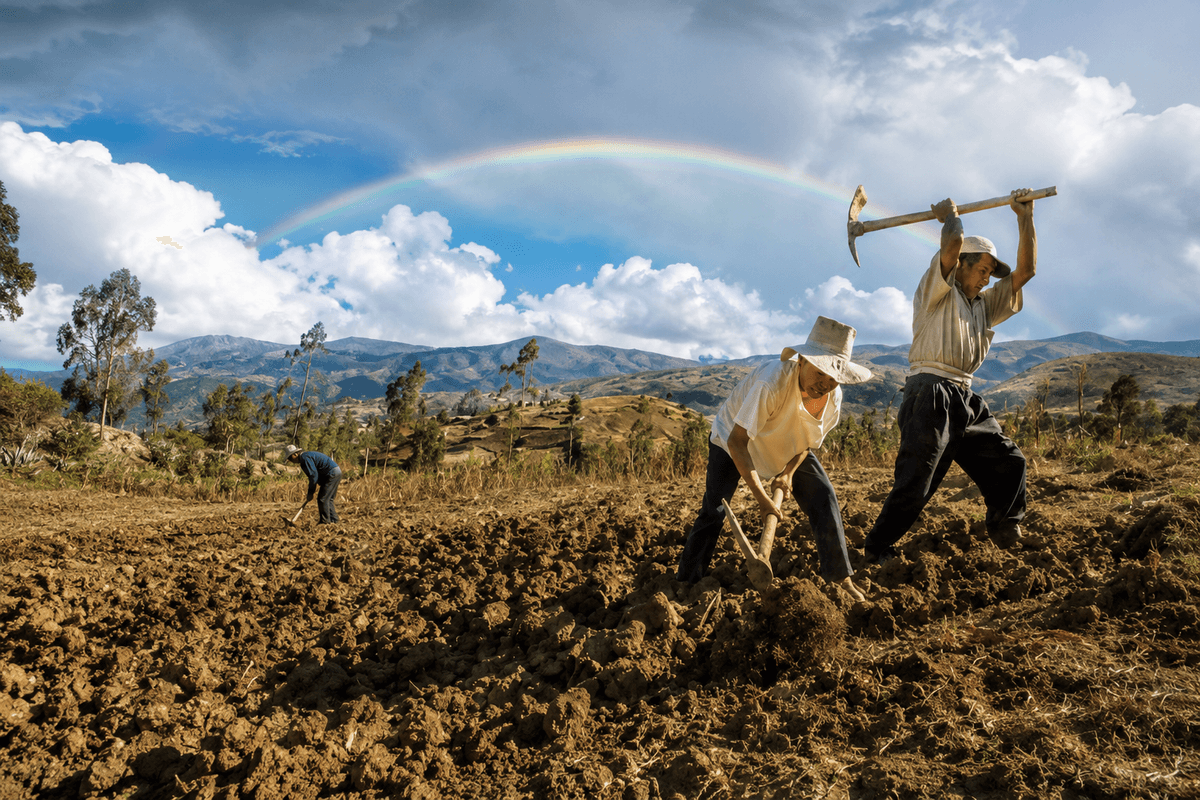 Día del Campesino: Quisqui honra a los guardianes de la semilla, papas nativas y memoria campesina