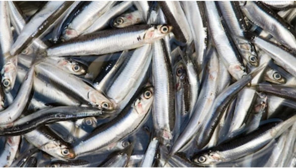 Anchoveta se aleja de Chimbote y golpea al corazón pesquero del Perú
