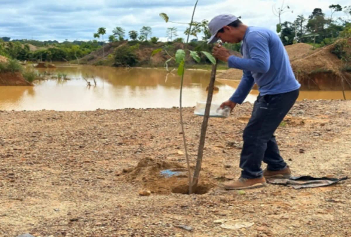 IIAP recupera suelos degradados por minería ilegal y beneficia a 176 familias en Madre de Dios