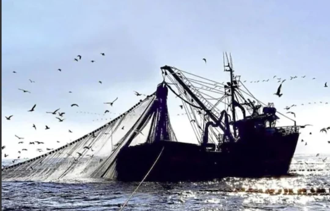 El Niño golpea pesca de anchoveta: solo se capturó el 24% de la cuota