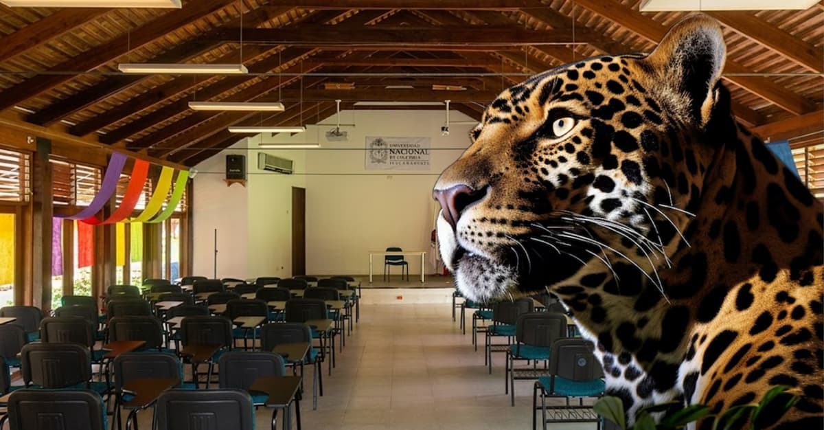 La Universidad suspende clases después de que un jaguar ingresó a sus instalaciones