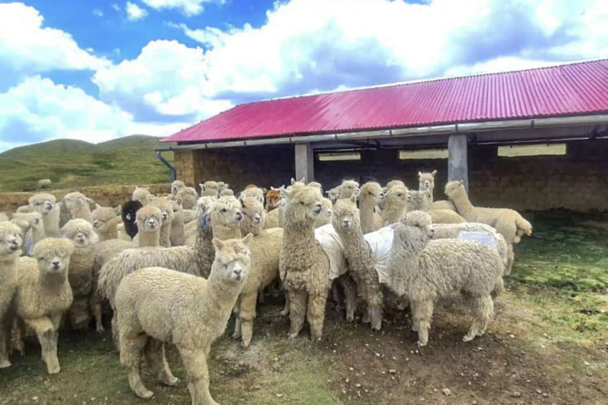 Puno: protegerán a más de 454,000 cabezas de ganado frente a heladas y friaje