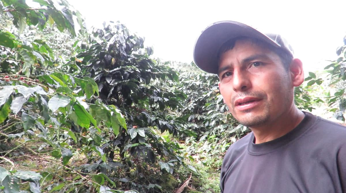 Plaga golpea cafetales de Alto Catarata y amenaza la cosecha de este año