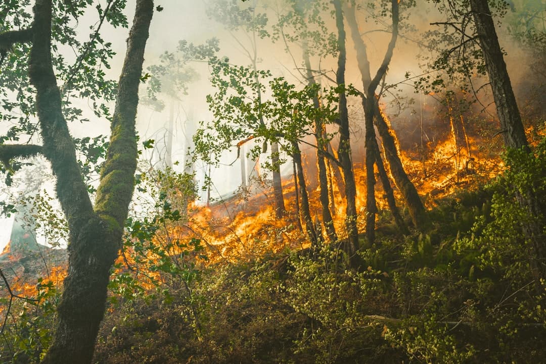 Ambo registra el primer incendio forestal del año en el barrio Isco