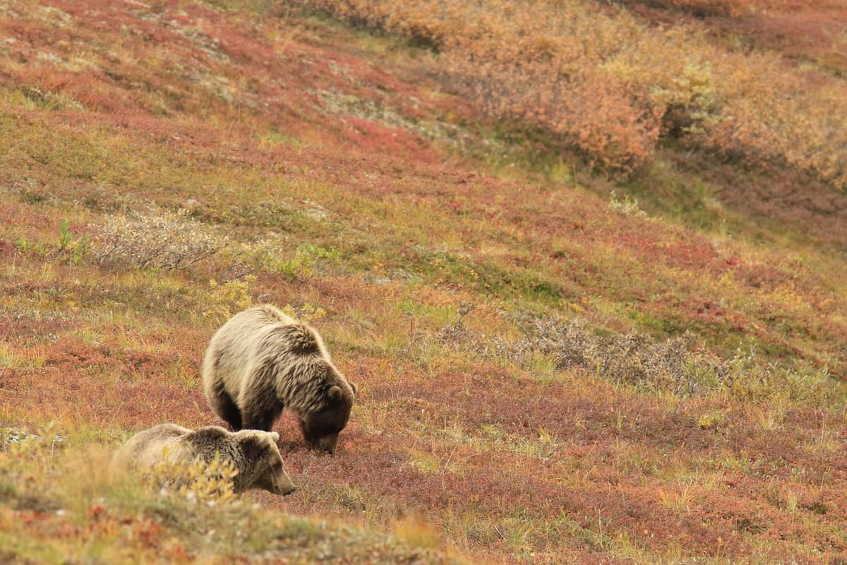Avistan dos osos de anteojos en Anchihuay y resaltan biodiversidad del Vraem