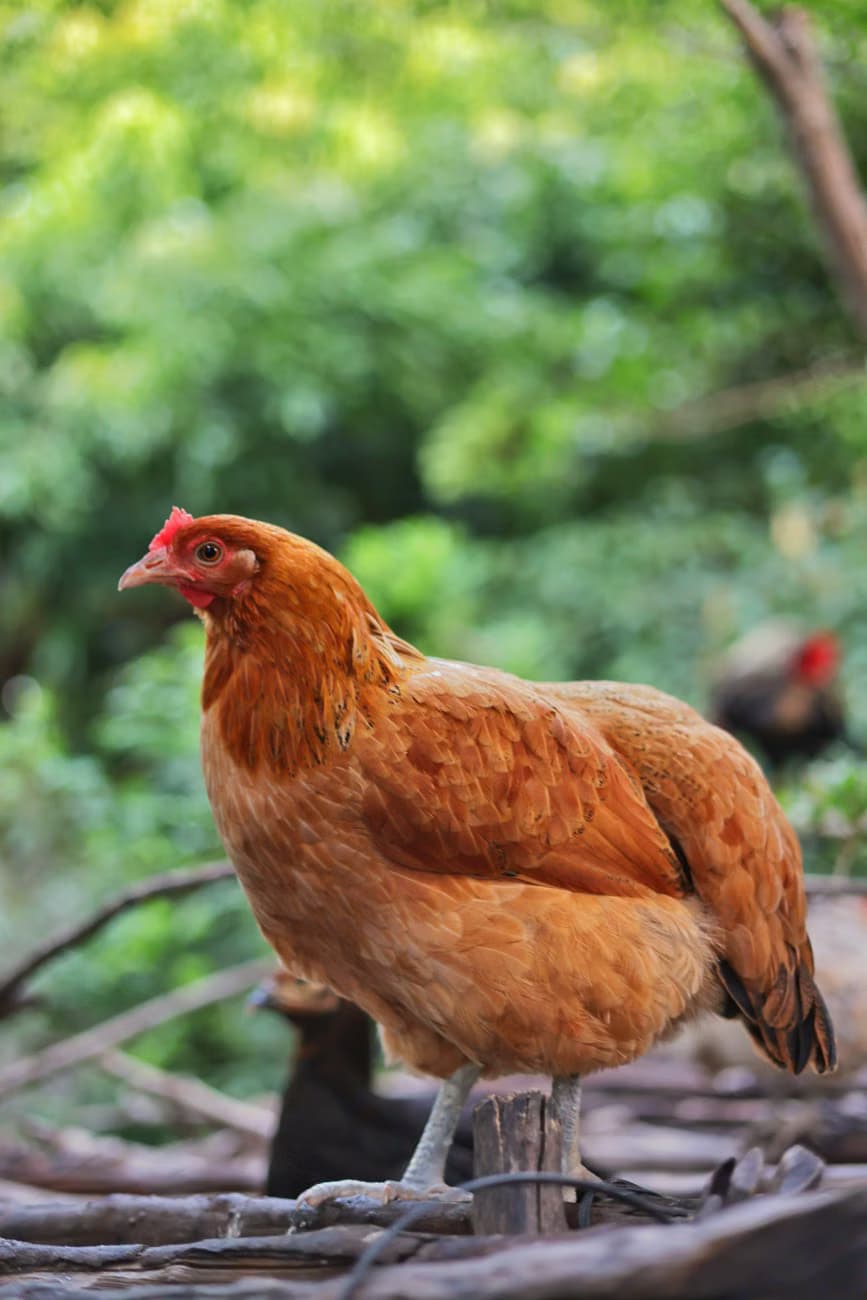 Sector avícola espera habilitación para exportar pollo procesado a la UE