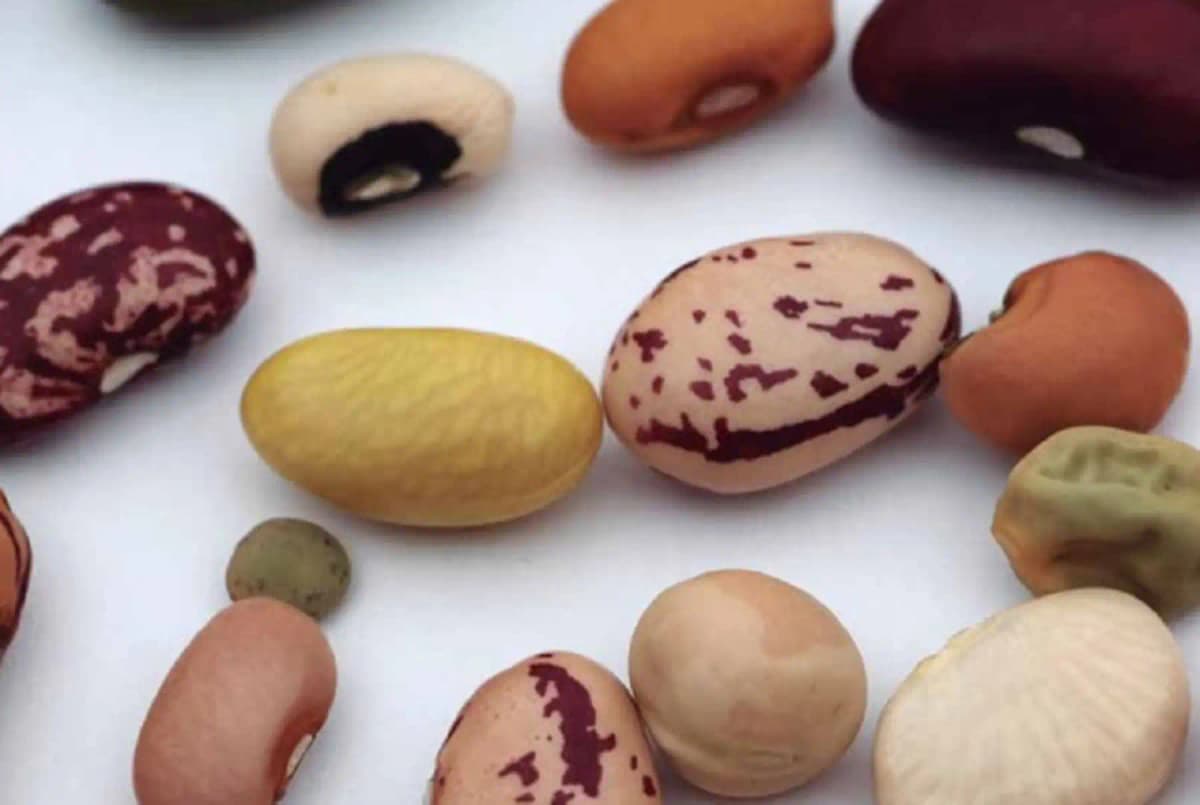 Legumbres peruanas: superalimentos que generaron 117 millones de dólares en exportaciones en 2025