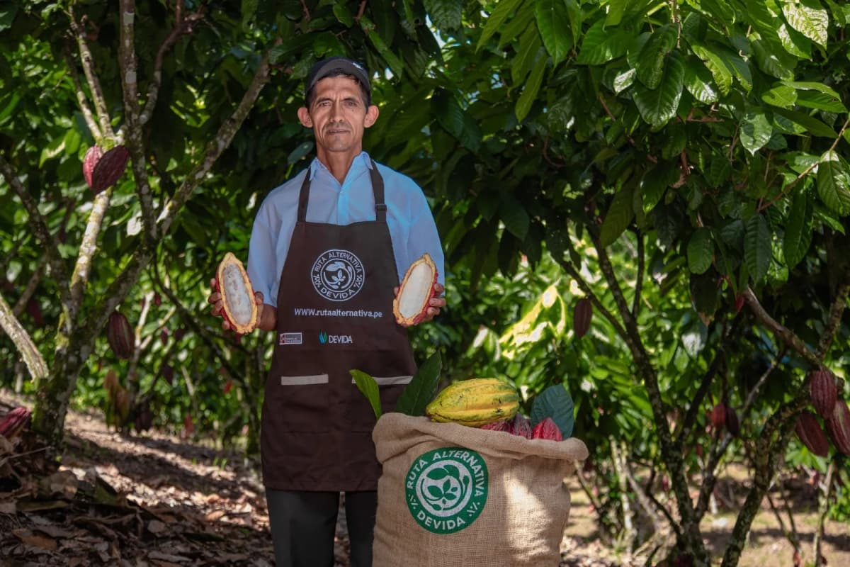 Diez microlotes buscarán mejores precios en la gran subasta de cacao en Tingo María