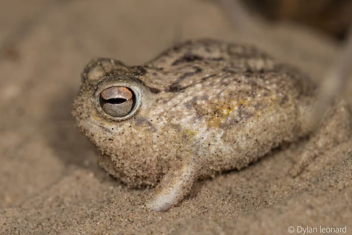 La UICN eleva a más de 49.500 las especies amenazadas de extinción en el mundo