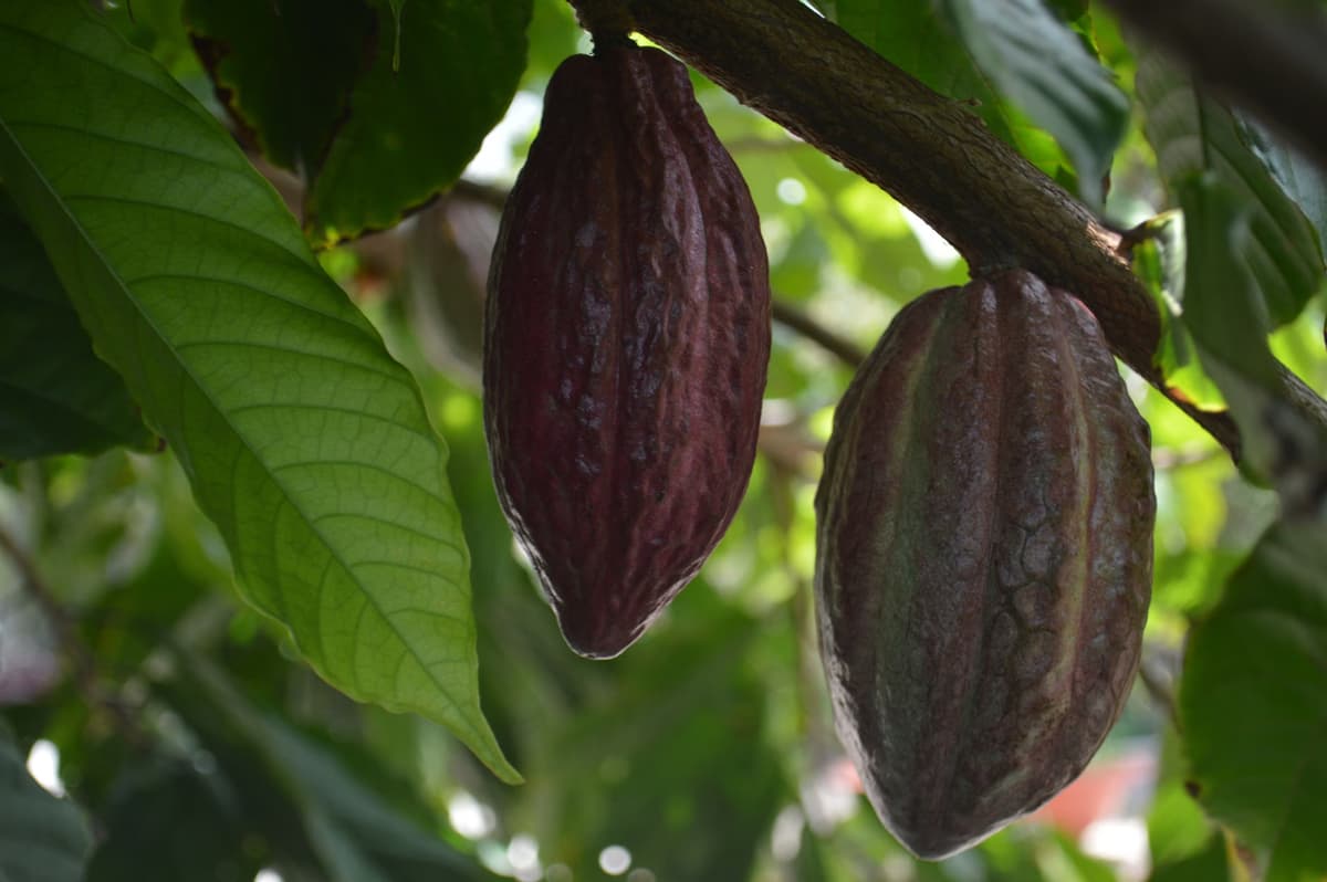 Cacao de Santo Domingo de Anda triunfa en concurso regional en Tingo María