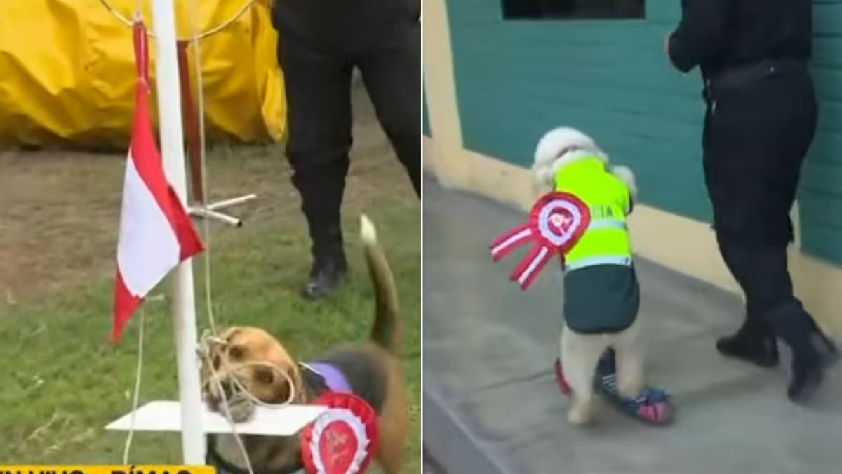 Policía Canina afina rutinas para el Desfile Militar por Fiestas Patrias