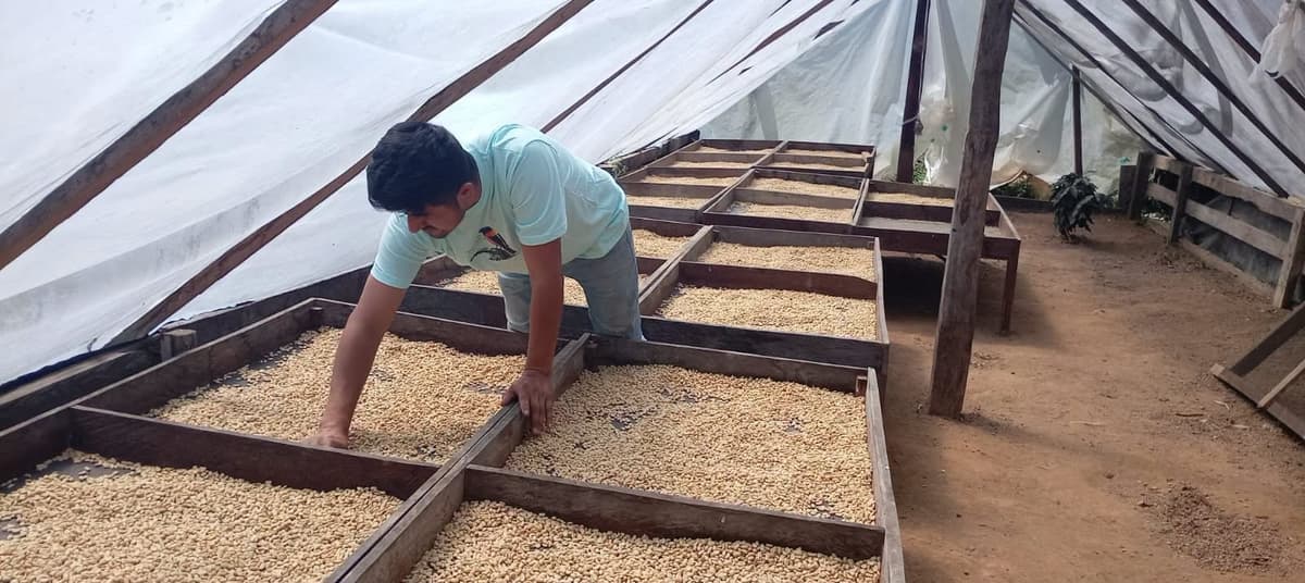 Secado solar de 15 días: La apuesta de Kimsasisa por mejorar el café de Cholón