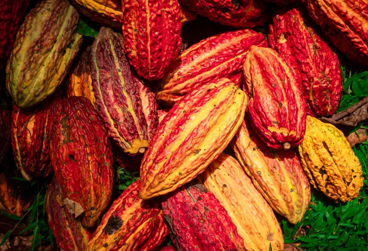 San Martín: lanzan concurso gastronómico para innovar con cacao y economía circular