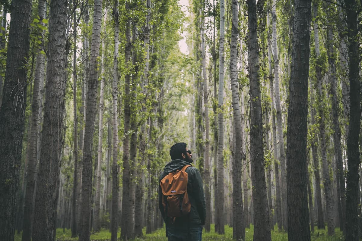 El 'Hombre Bosque de la India': plantó árboles desde 1979 y hoy tiene un bosque de 550 ha